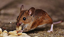 24 Hour & Emergency Exterminators in Grano, ND